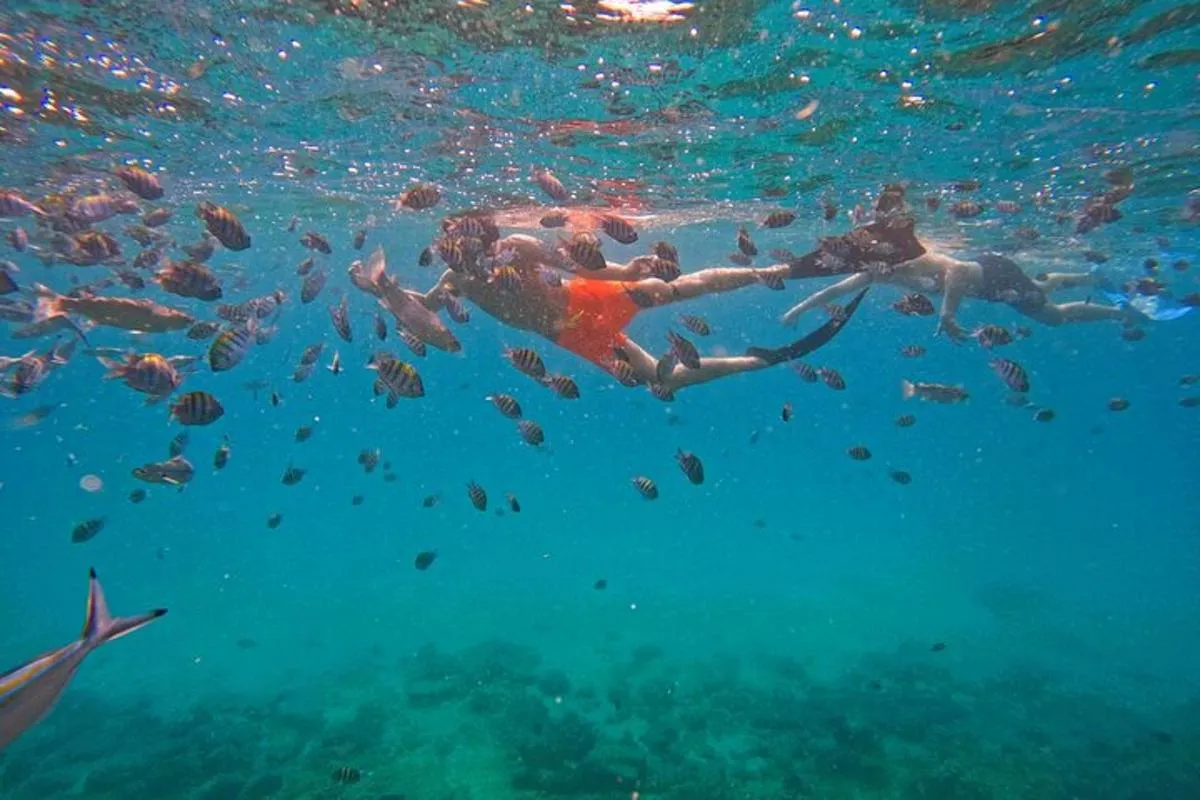 Image 5 of Private Snorkeling with turtles with BBQ food