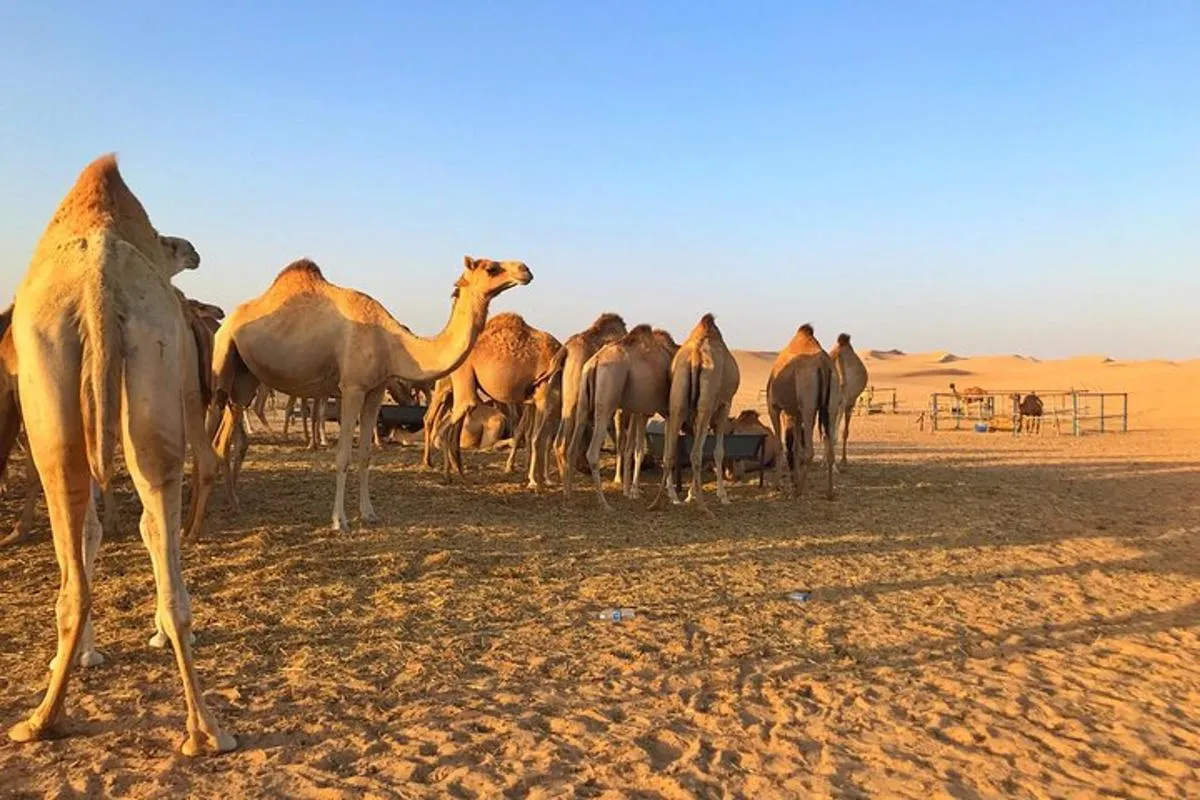 Image 4 of Private Sunrise Desert Safari Abu Dhabi