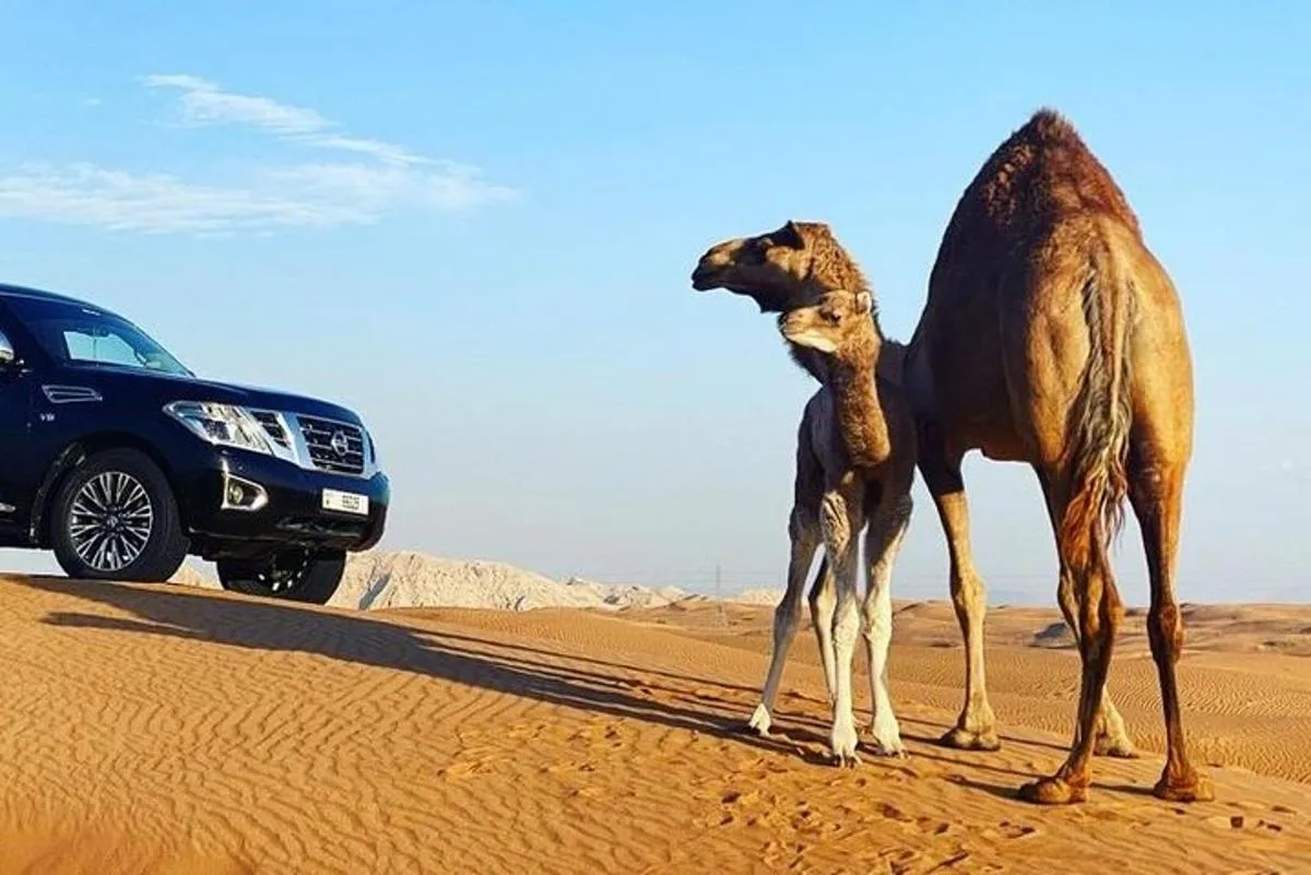 Image 6 of Red Dune Desert Safari with Dinner Quad Bike and Camel Ride