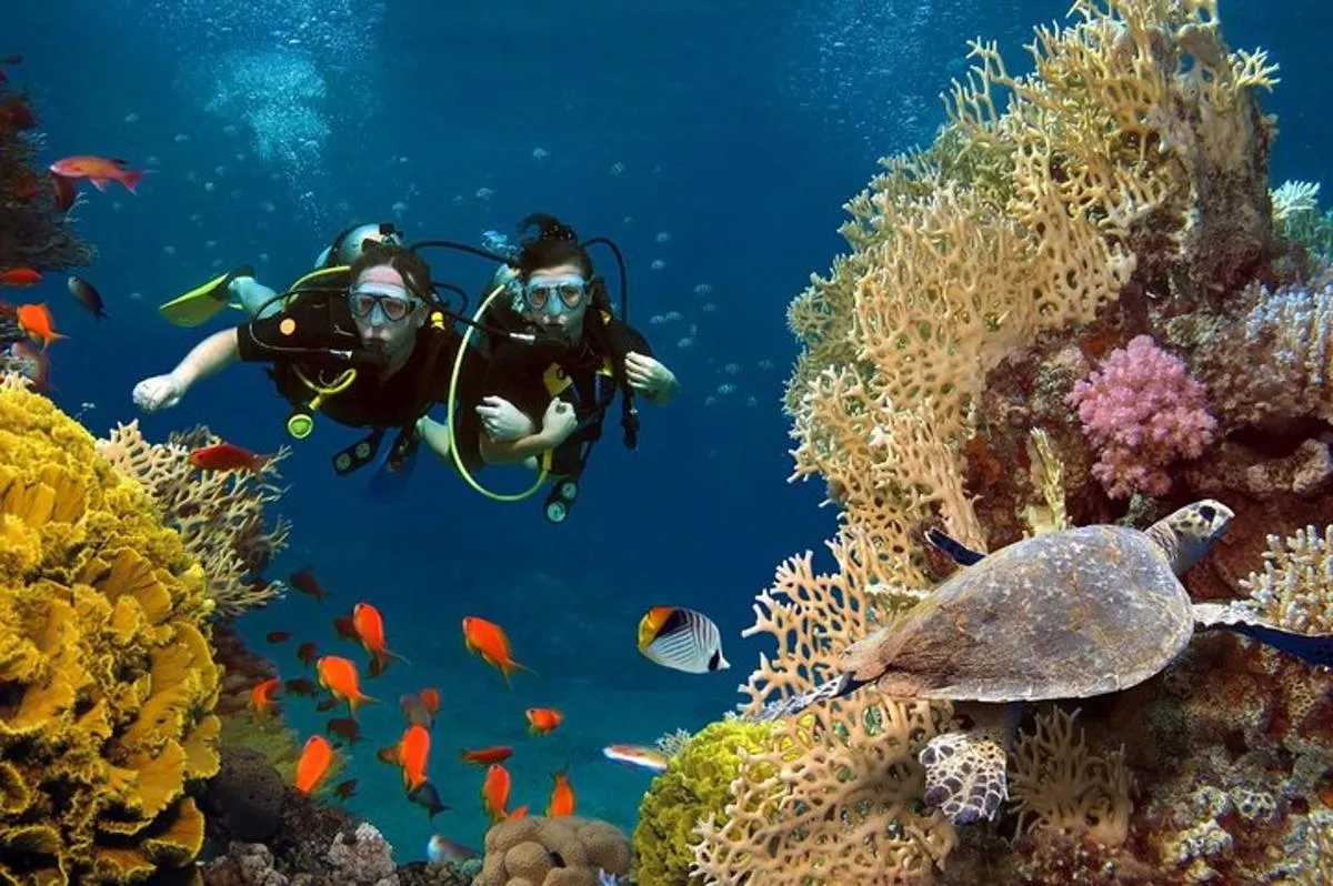 Image 2 of Scuba dive with sharing transfers