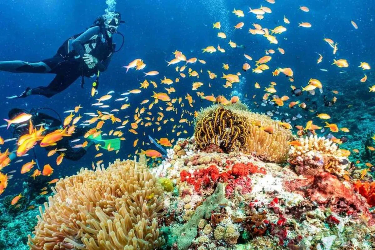 Image 3 of Scuba dive with sharing transfers