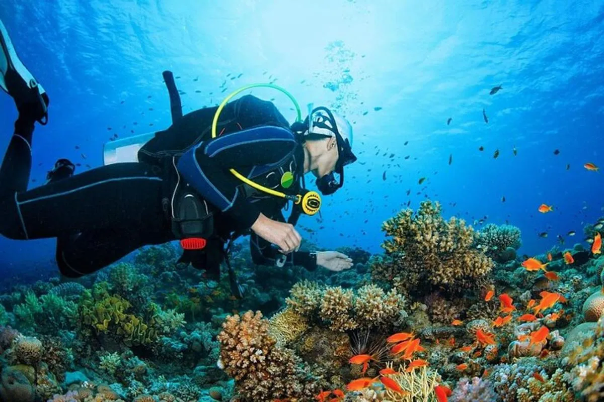 Image 4 of Scuba dive with sharing transfers