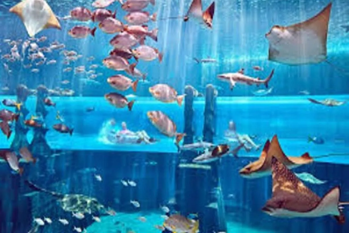 Image 5 of Skip The Line : Atlantis Lost Chambers Aquarium