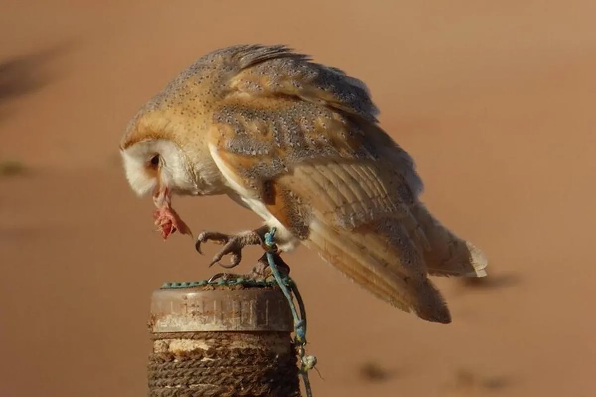 Image 2 of Small-Group Tour: Falcon 2—Dubai Falconry Safari