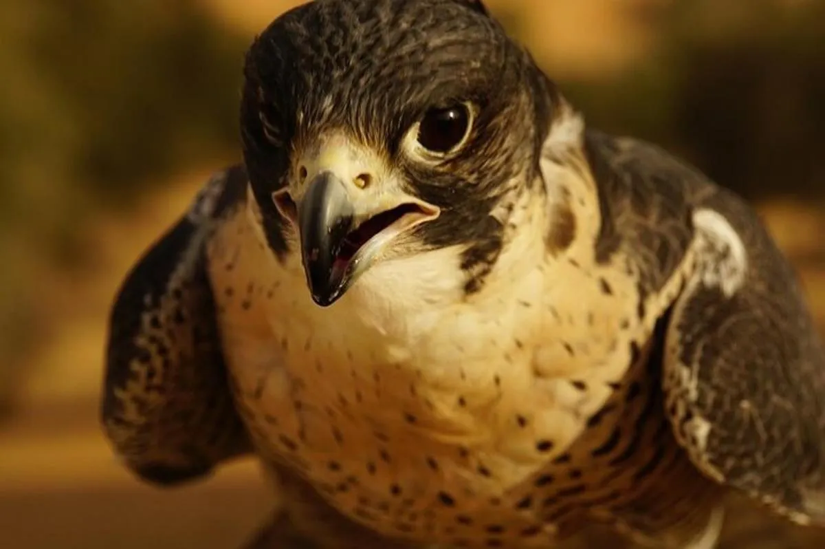 Image 3 of Small-Group Tour: Falcon 2—Dubai Falconry Safari