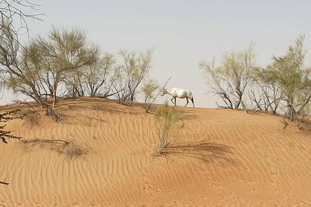 Image 5 of Small-Group Tour: Falcon 2—Dubai Falconry Safari