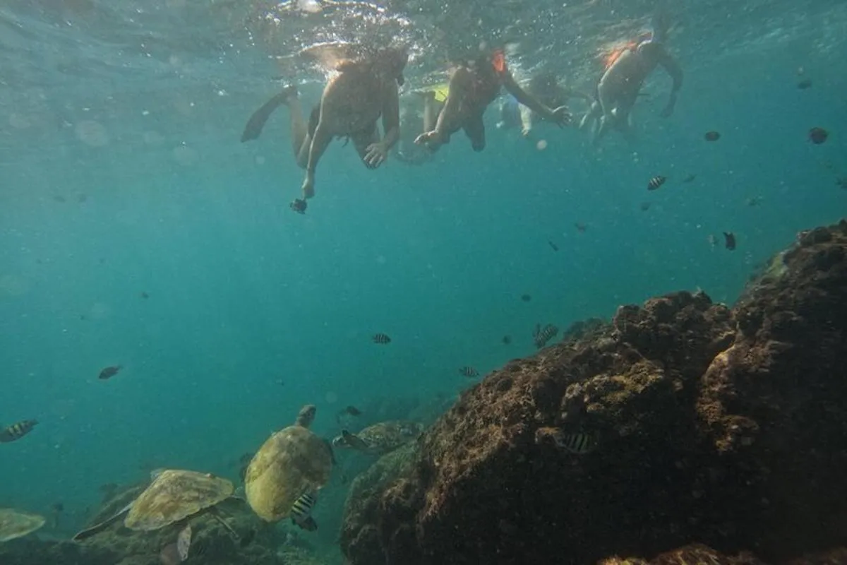 Image 2 of Snorkeling with turtles in Fujairah with Transfer & BBQ lunch