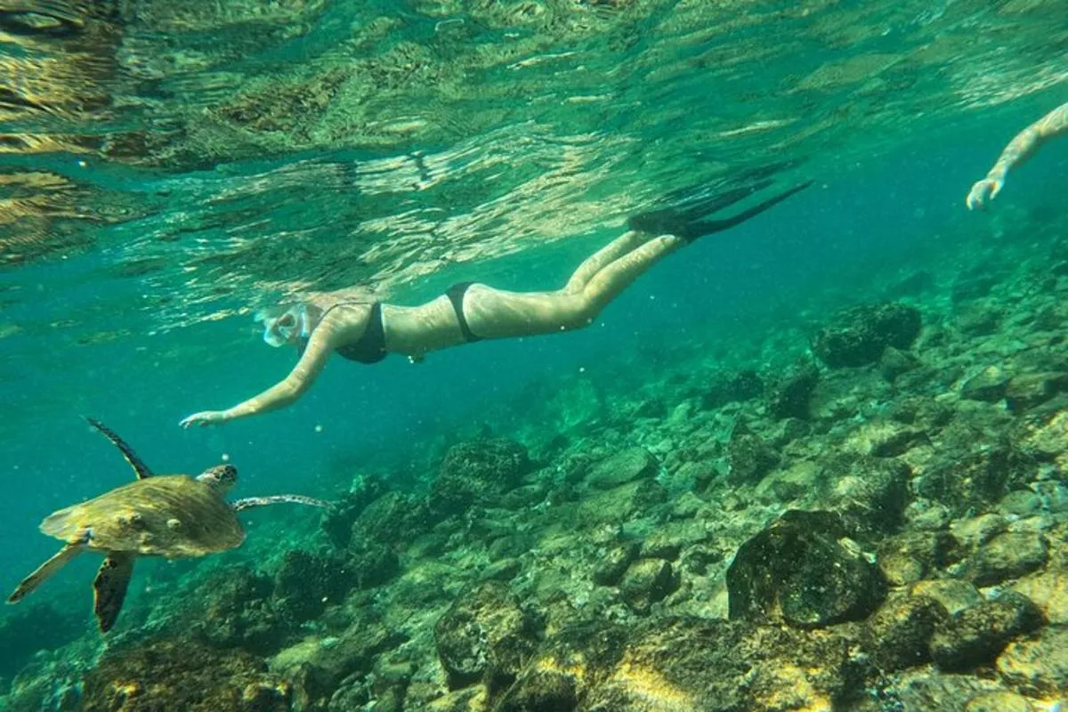 Image 3 of Snorkeling with turtles in Fujairah with Transfer & BBQ lunch