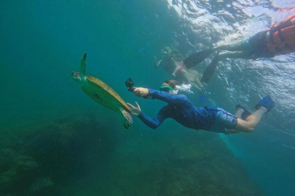Image 4 of Snorkeling with turtles in Fujairah with Transfer & BBQ lunch