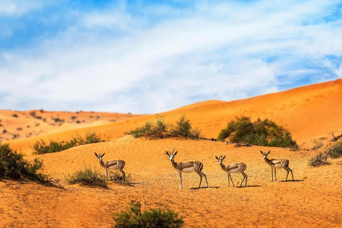 Image 1 of Sunrise and Wildlife Desert Tour