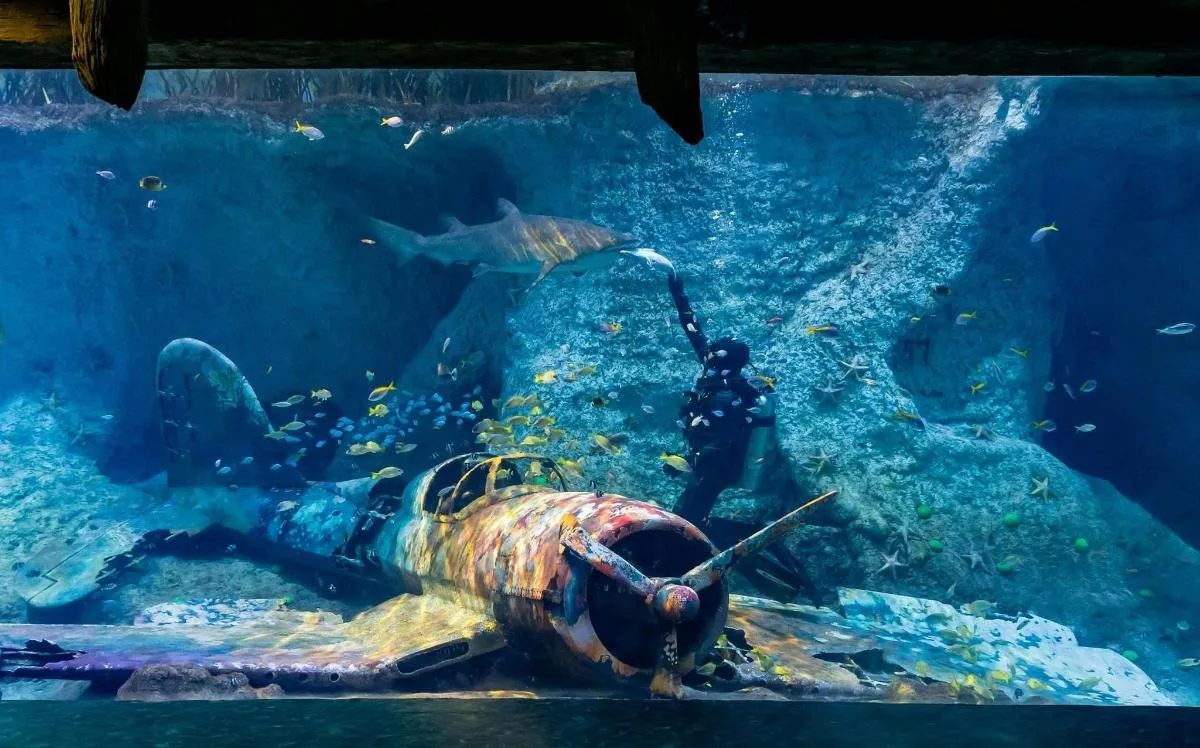 Image 1 of The National Aquarium Abu Dhabi
