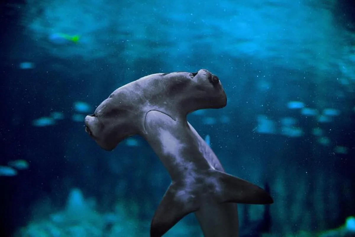 Image 1 of The National Aquarium Abu Dhabi Admission Tickets
