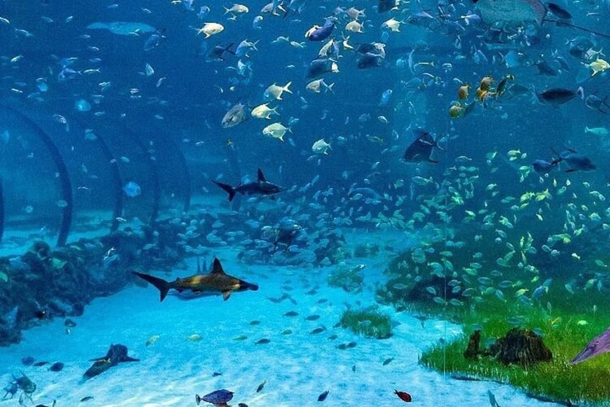 Image 2 of The National Aquarium in Abu Dhabi All Access Pass