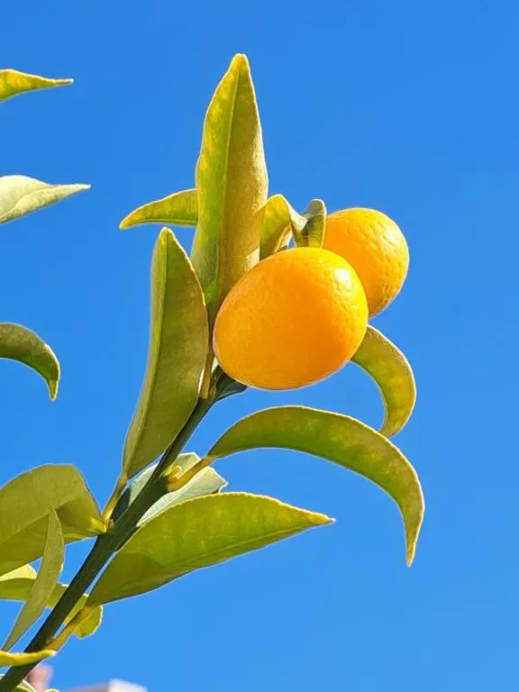 Image of Abelia, two terraces, hot tub, free parking