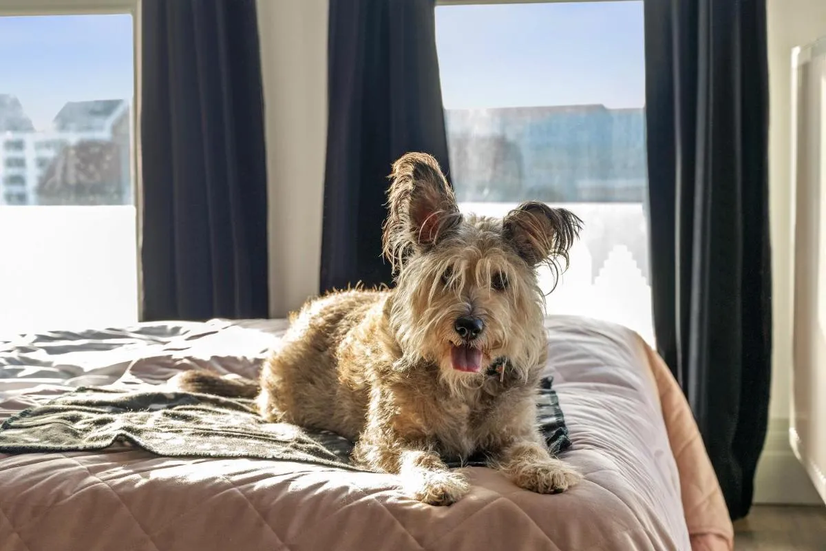 Image 3 of GRANO APARTMENTS Gdańsk Old Town SPA & Wellness – GRANO APARTMENTS Gdańsk Residence SPA & Wellness