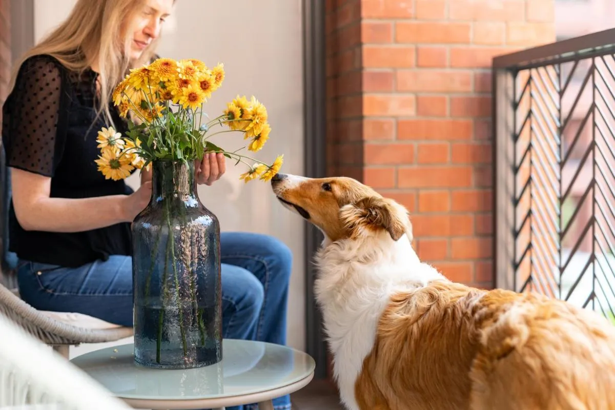 Image 6 of Scala 60D City Center Apartments with Parking by Lion Apartments