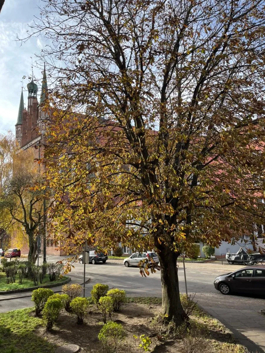 Image 5 of Przytulny Apartament w Śródmieściu
