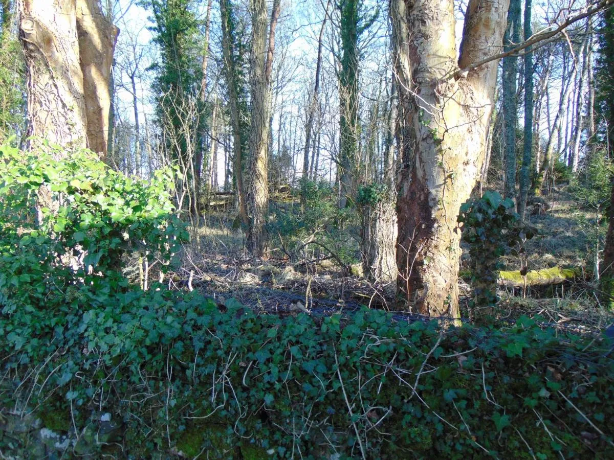 Image 3 of Dreamwood Cottage, Loch Lomond, Luxury Apartment.