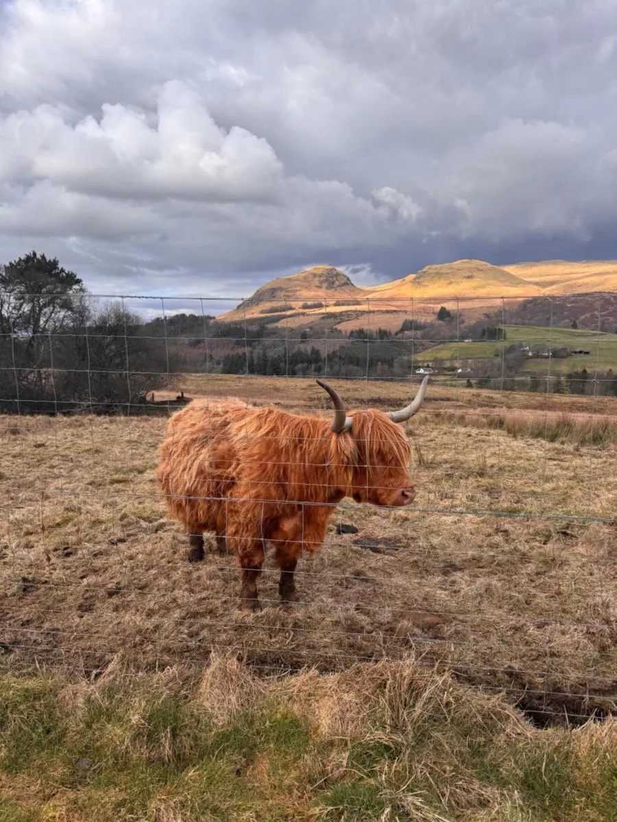 Image 5 of West Highland Way Campsite