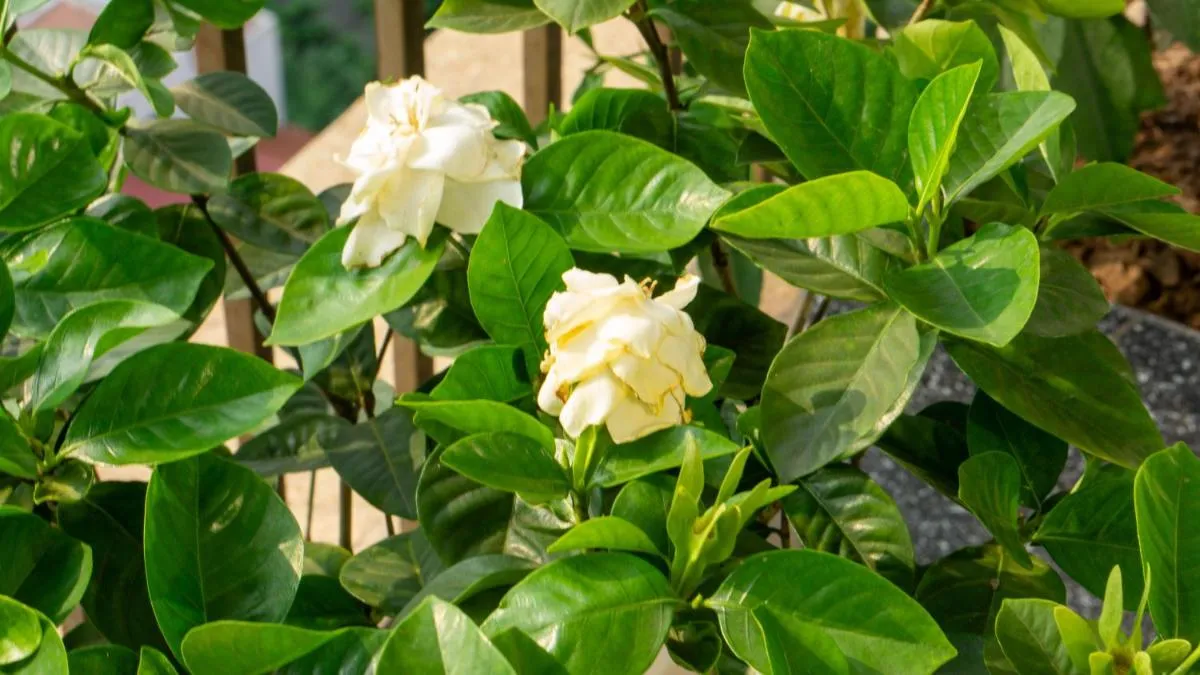 Image 2 of Harmony – Eldorado Hồ Tây