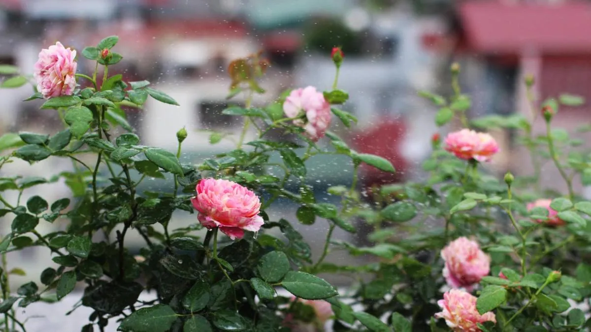 Image 6 of Bloom in Hanoi – The Residences