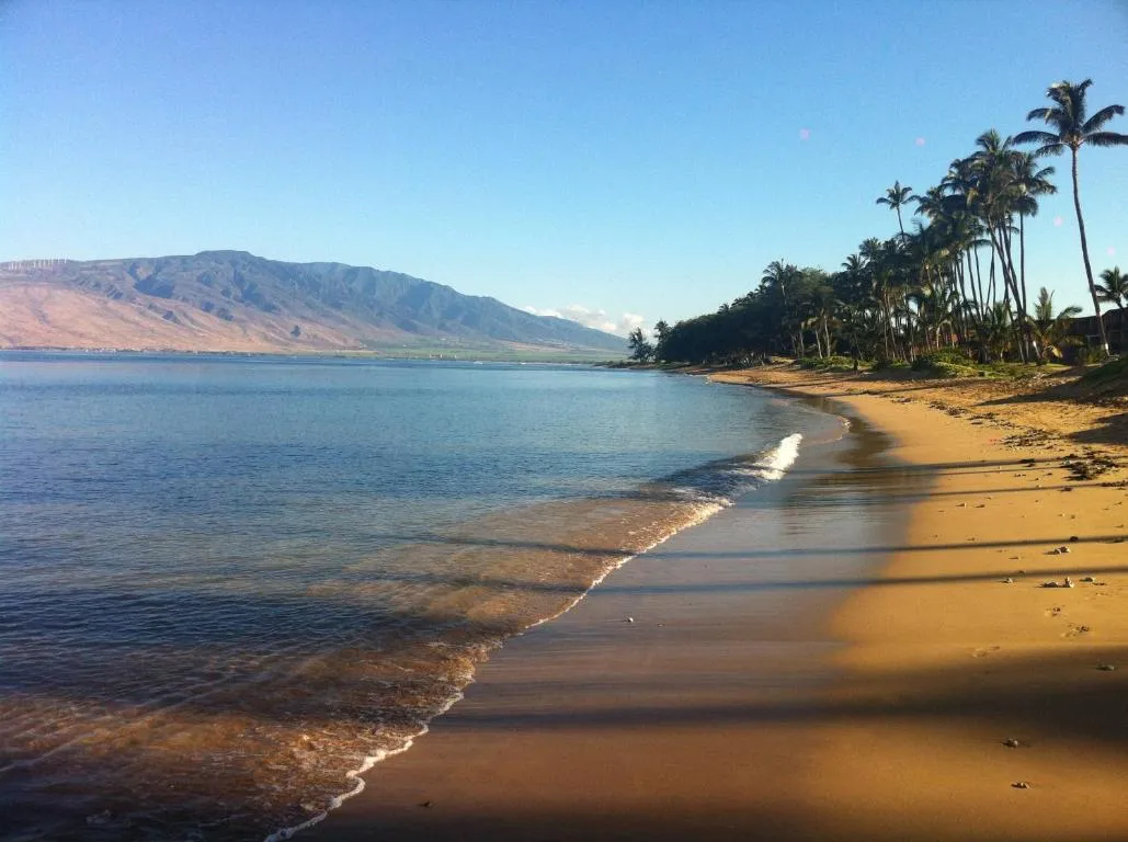 Image of Aloha AKU – CoCoPalm 2
