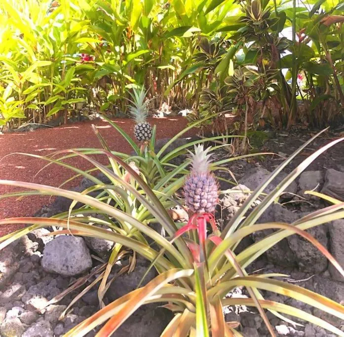Image 2 of Central Oceanview Modern Cozy 3 Bed House