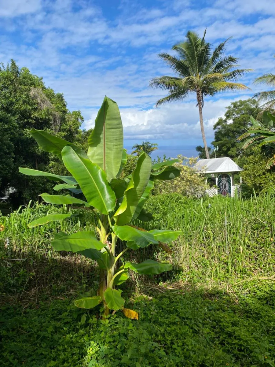 Image 4 of Cozy jungle boat hideaway with stunning ocean view