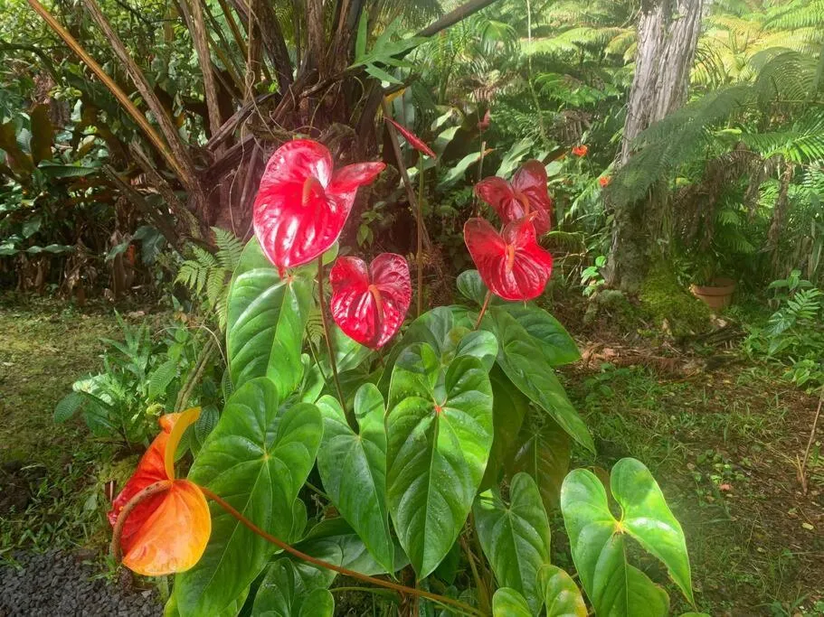 Image 2 of Lemon Tree Lanai