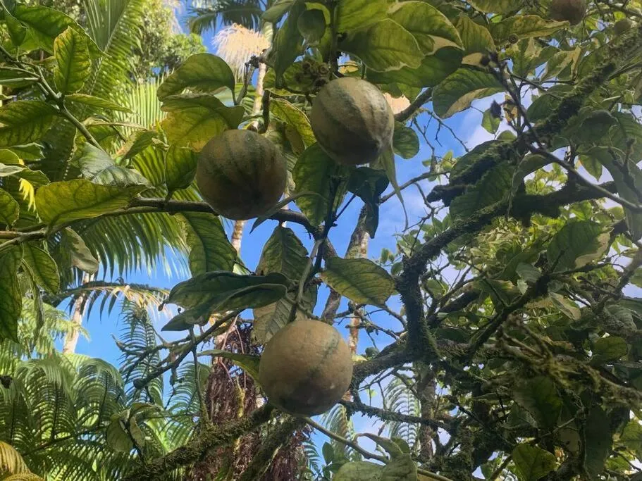Image 6 of Lemon Tree Lanai