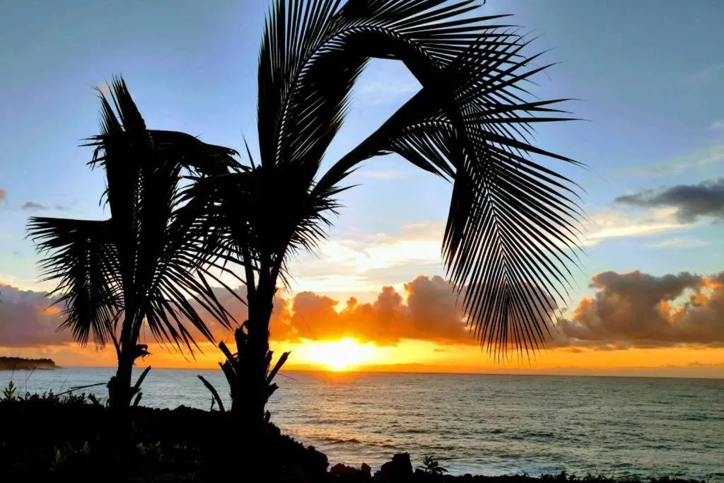 Image of Pahoa Paradise Palms