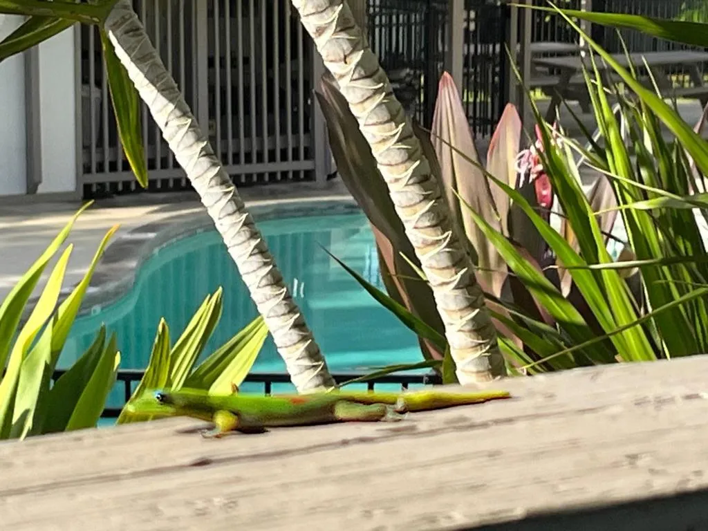 Image of Your Slice of Paradise in Kona – Walk to Beach and Stores