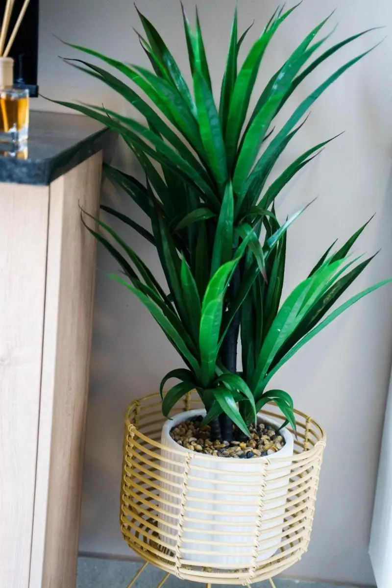 Image 5 of 204 The Base Apartment