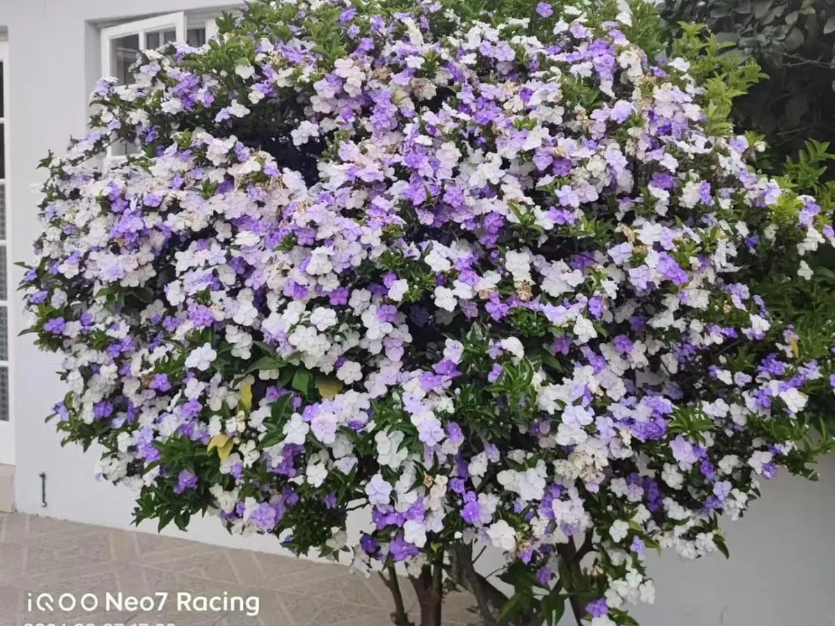 Image 1 of Sandton Spring Rivonia