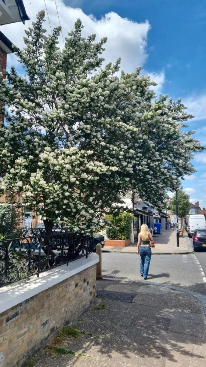 Image 4 of Peaceful paradise in the heart of London