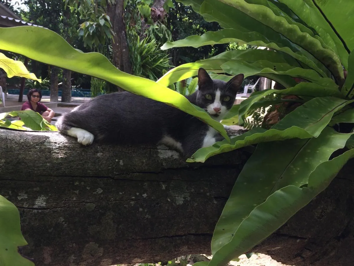 Image 2 of Fern House Retreat