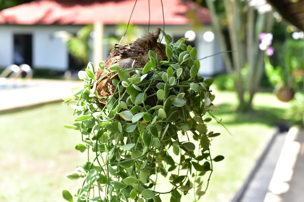 Image of NR Nanai Patong