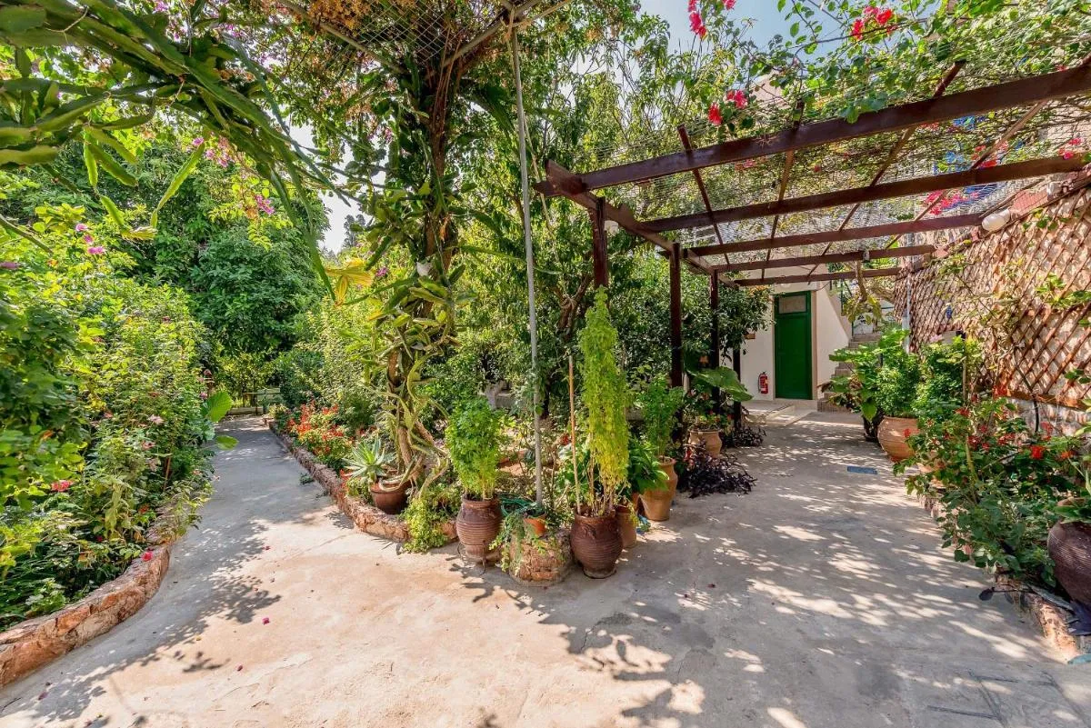 Image 4 of Alpha Stegna Sun