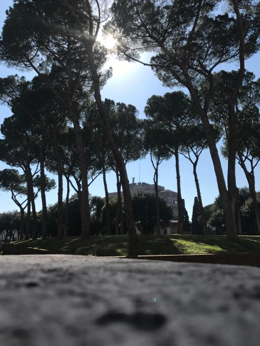 Image 2 of Cassiodoro19