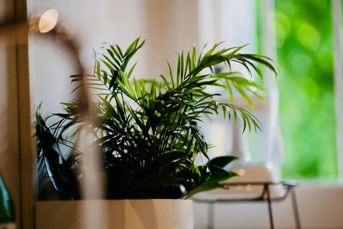 Image 6 of PLANT HOUSE Roma Eur
