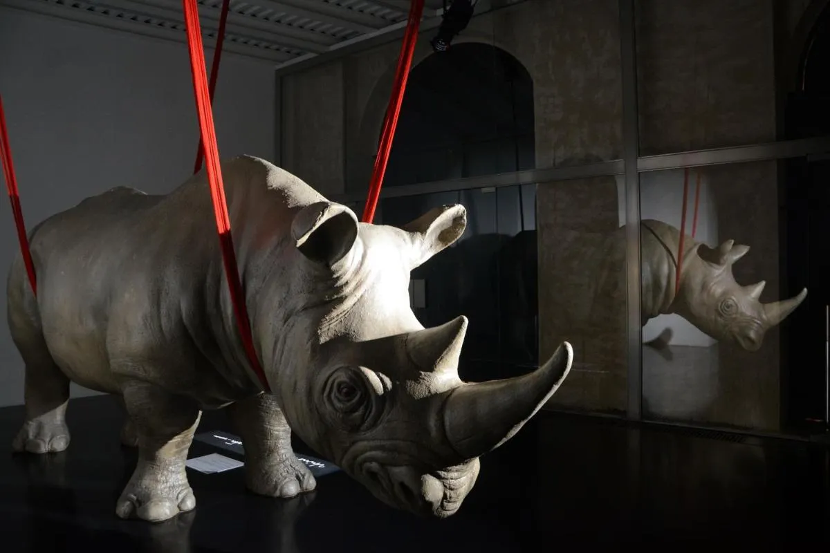 Image 5 of Rhinoceros