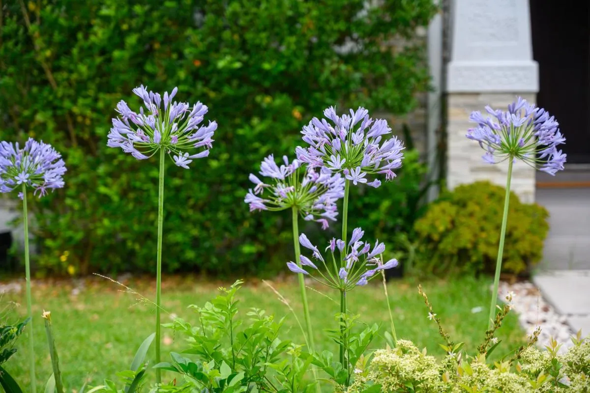 Image 5 of Burwood 3Br house close to trainshoppingparks
