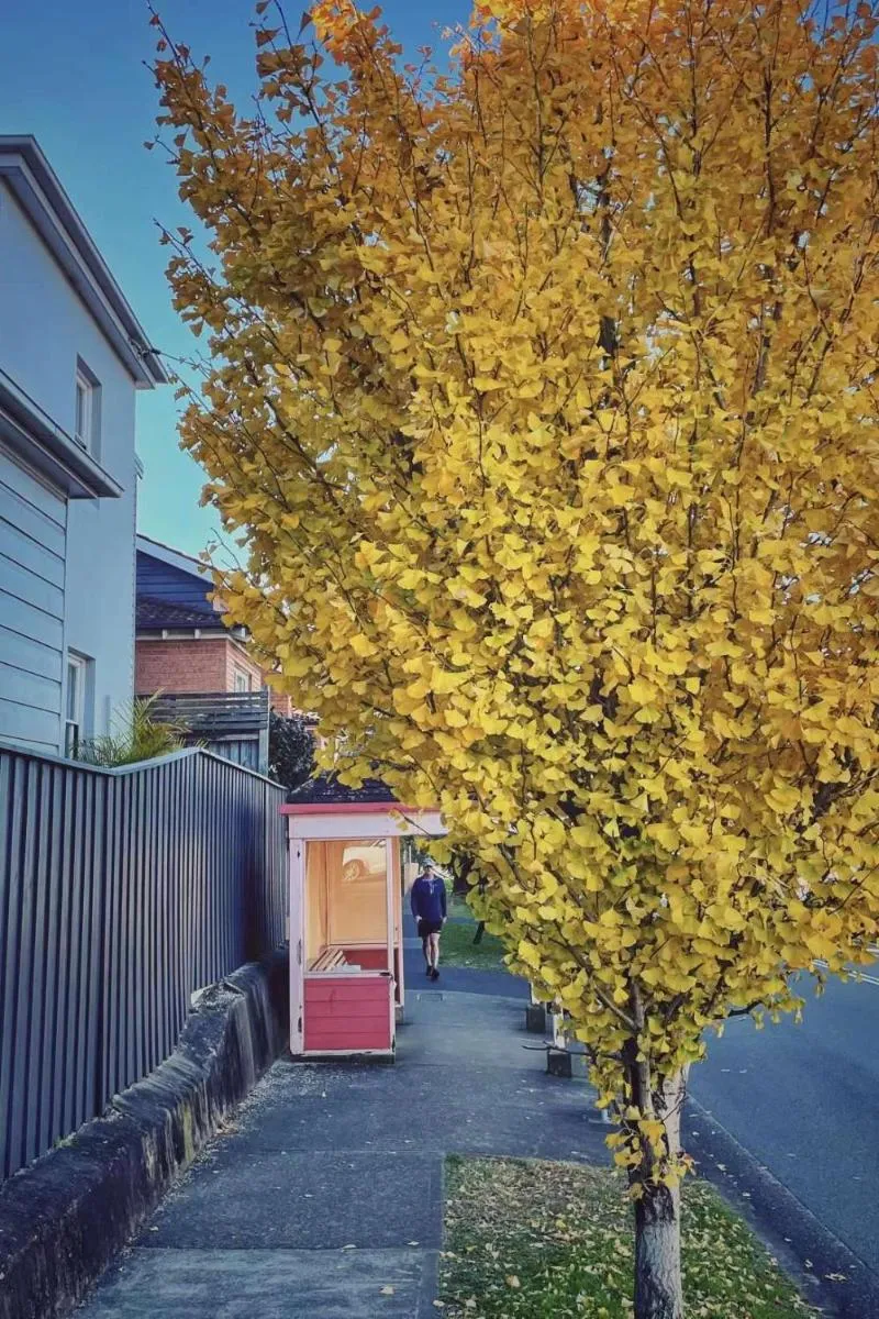 Image 5 of Cammeray Stay Above a Trendy Café, 2 free Cupsday