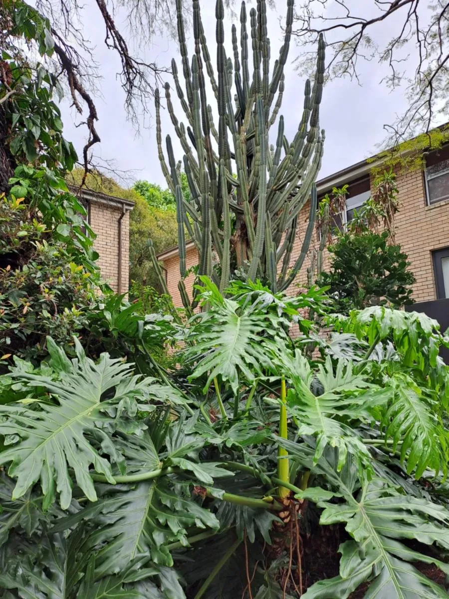 Image 5 of Lovely 1bed apartment Sydney inner west w parking