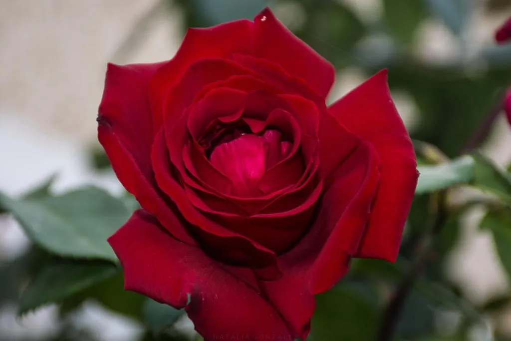 Image 6 of Casa El Pino