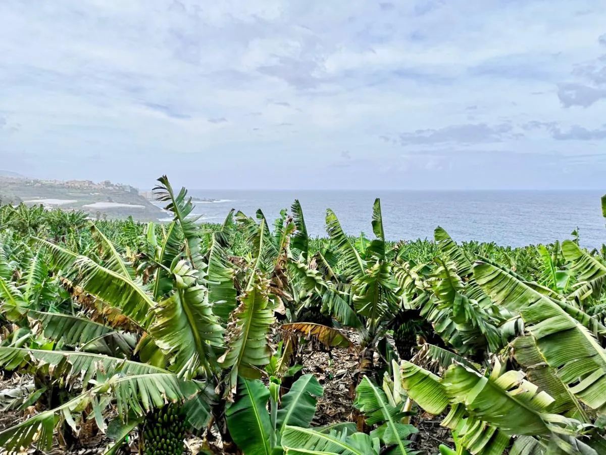Image 4 of Banana Paradise