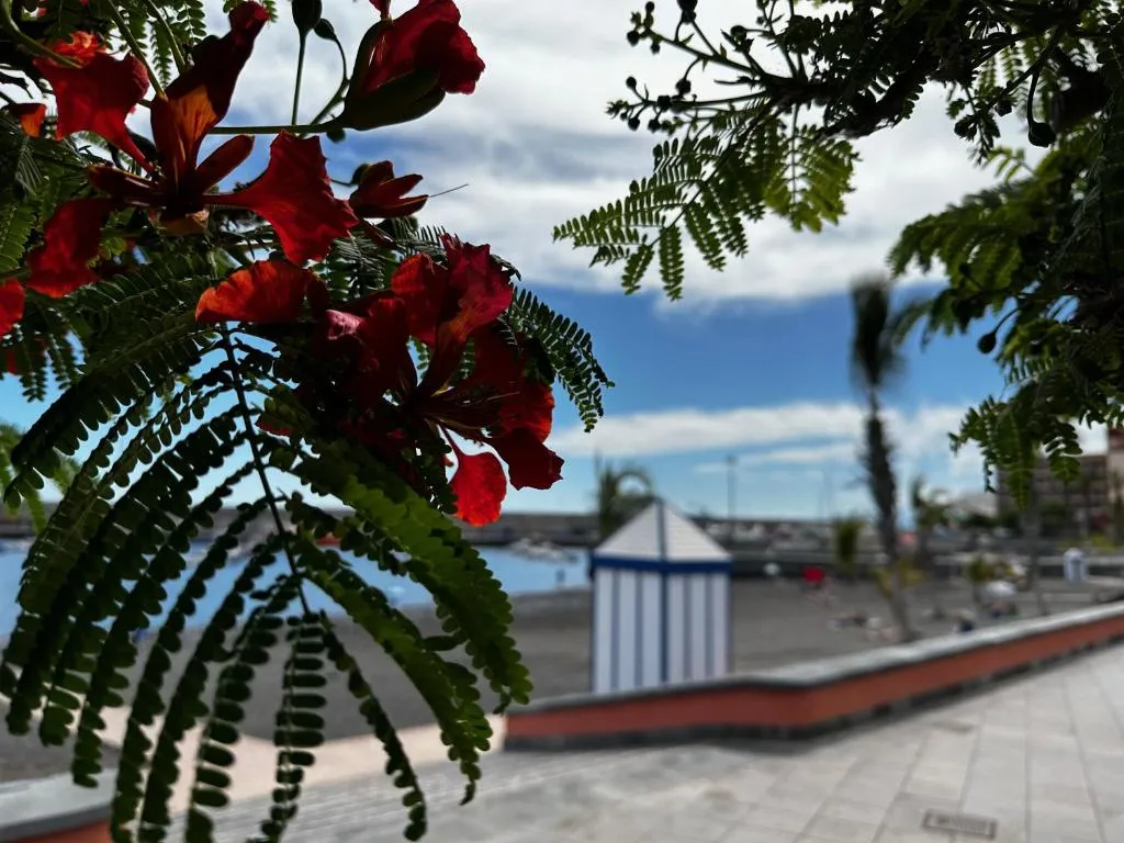 Image of Magnificent and New apartment in Playa San Juan