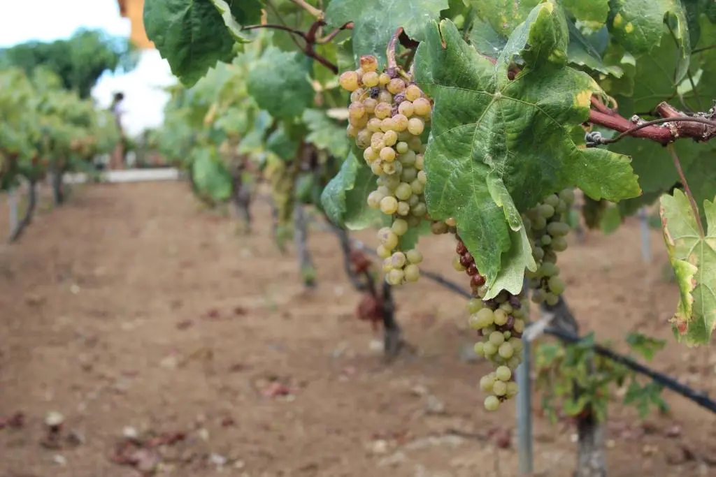 Image of Chalet Las Viñas