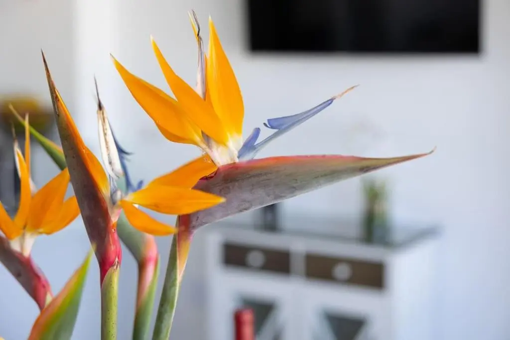 Image 4 of Frontline Penthouse – Prixmar – by VV Canary Ocean Homes