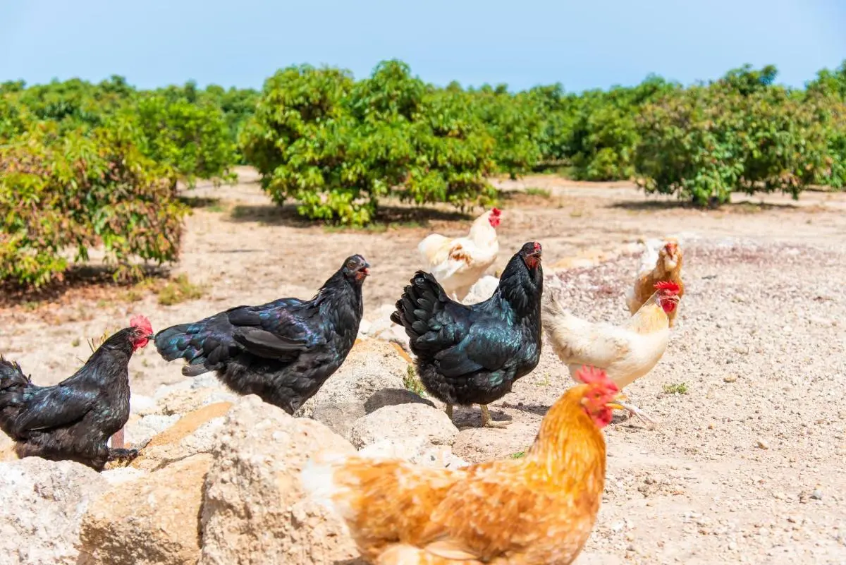 Image 2 of Private house with pool & garden